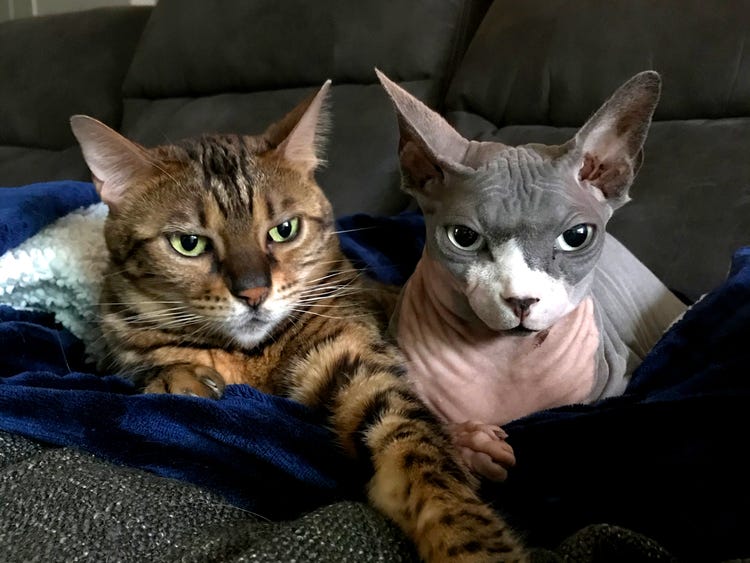 cat and dog on sofa